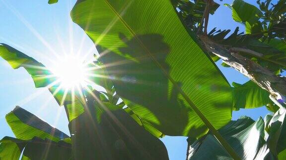 低角度的绿色香蕉叶子与阳光透过树叶与光线和风吹在蓝色的天空