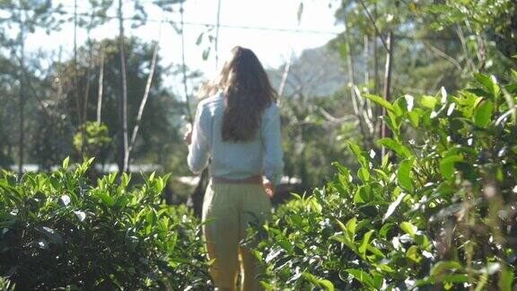 优雅的女孩走在茂密的茶树中慢镜头