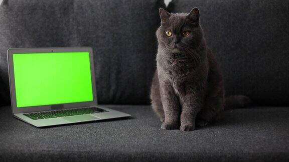 一只灰色的英国猫坐在笔记本电脑旁边