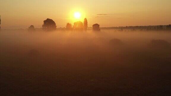 4K在雾中飞过清晨的夏日草地美丽的夏日景观高品质