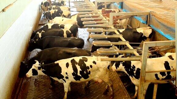 挤奶室里的奶牛