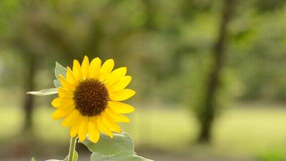 公园里的太阳花