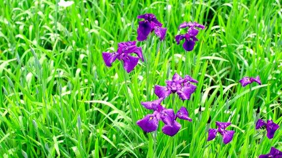 日本风格的花园鸢尾花闭合