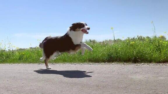 狗在路上跑得很快