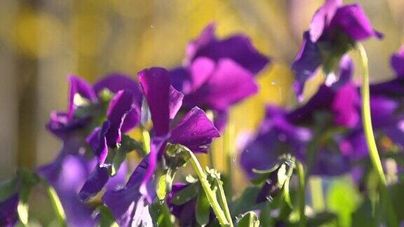 高清超级慢动作:浇紫花