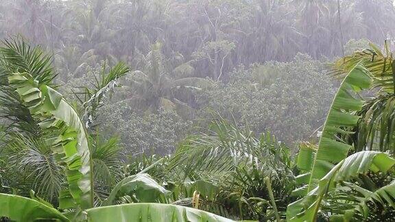 热带的风和雨落在泰国绿色的棕榈树叶上