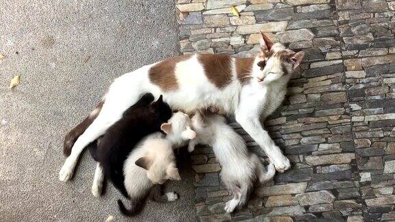 小猫在吸猫妈妈的奶