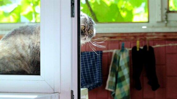 窗台上的苏格兰折猫