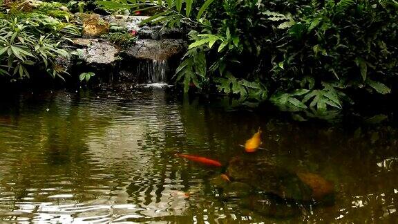 池塘和瀑布在花园里泰国清迈