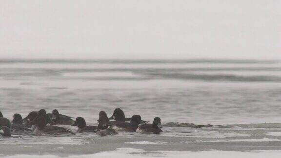 一群鸭子在水面嬉戏