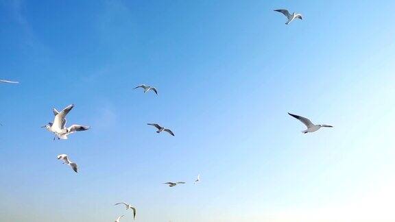 鸟类动物海鸥飞行