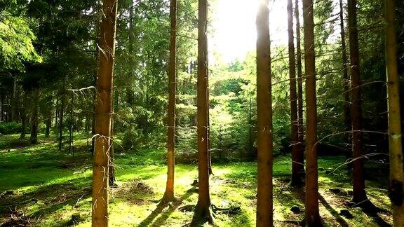 阳光透过森林追踪镜头