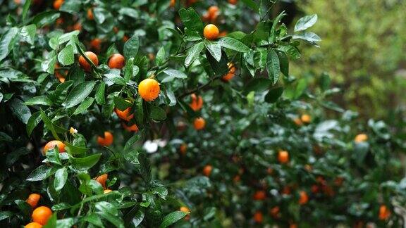 雨后绿叶间的成熟橘子