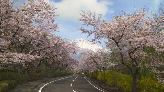 樱花盛开通往富士山的道路