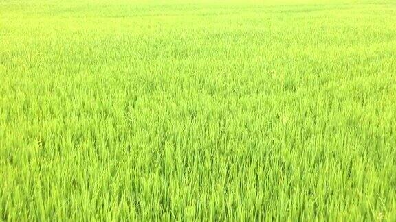 泰国稻田里的幼稻