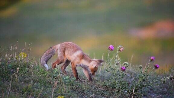 小红狐在草丛中寻找东西
