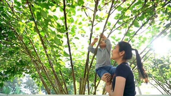 妈妈和儿子在花园里的树上摘水果