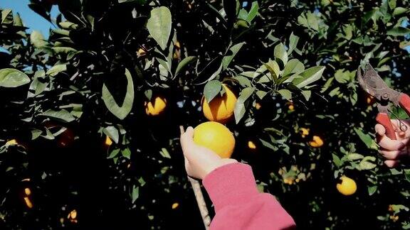 在果园里采摘橙子的手
