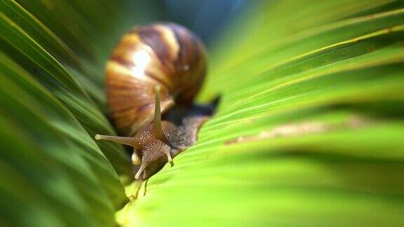一只蜗牛在绿叶上慢慢爬行的特写镜头