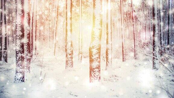 在一个阳光明媚的冬日树木被雪覆盖着