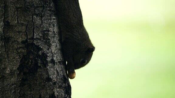 可爱的松鼠吃着坚果爬到树上