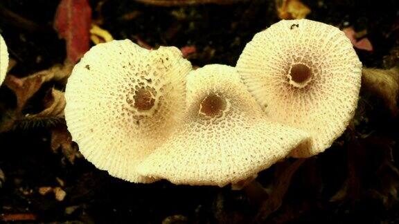 白蘑菇生长