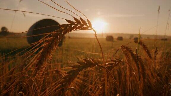 太阳升起时麦穗后面捆着麦穗