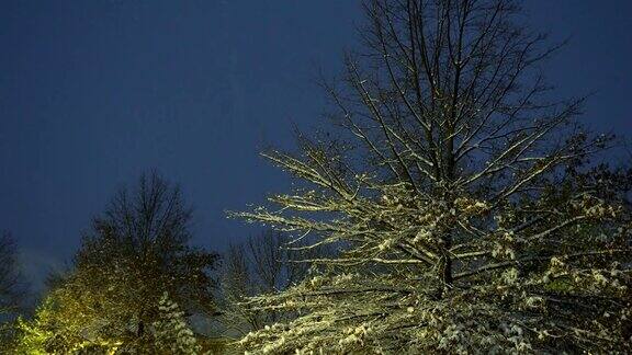 白雪覆盖着树木和树枝在寒冷的冬天白雪覆盖着冬天落下的雪夜