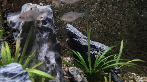 在清澈的水中栖息在岩石和水生植物之间的小鱼