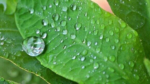 雨后水滚在防水树叶上的慢动作