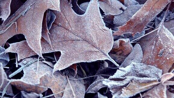 叶子被霜覆盖