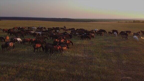 在田野上吃草的一群马