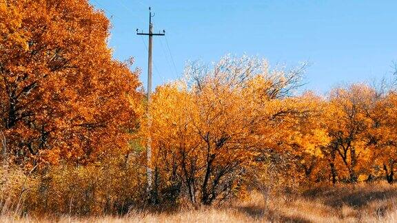 美丽的秋天树林里黄澄澄的树木秋天的树叶落到了地上