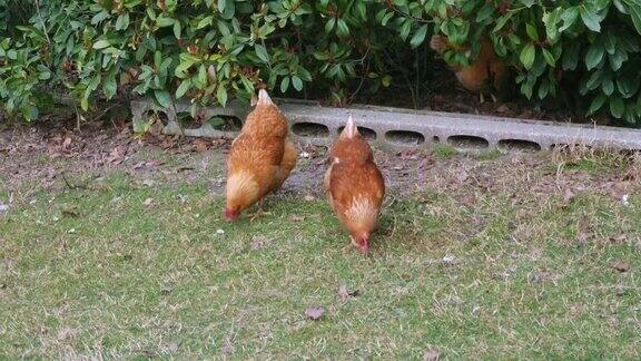 在草地上吃草的母鸡