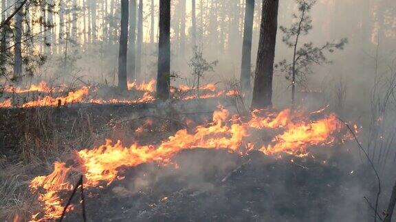 松树林发生森林火灾