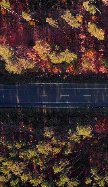 现代柏油高速公路上行驶的汽车穿过秋天的森林垂直视频