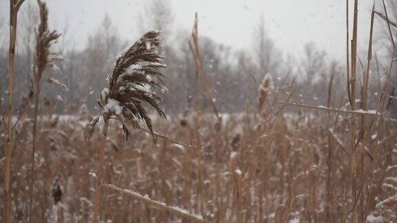 田野里的芦苇在平静的冬日里雪花在缓缓地飘落