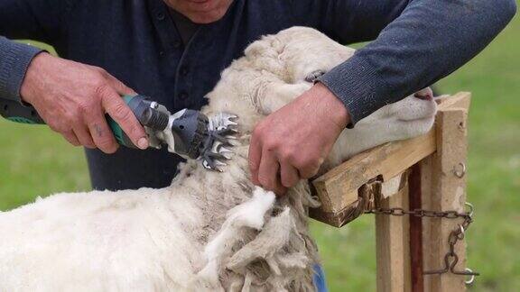 农场剪羊毛的照片用刀片剪羊毛的特写镜头