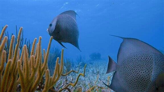 加勒比海霍尔陈海洋保护区的海洋生物与法国神仙鱼-伯利兹堡礁龙涎香礁