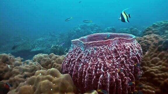 水下桶状海绵珊瑚(Xestospongiatestudinaria)在珊瑚礁上的碳捕获系统