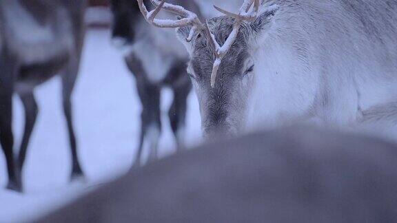 寒冷和悲伤的面孔驯鹿在冬季在芬兰-近距离拍摄