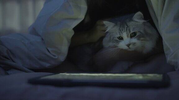 猫在床上看药片