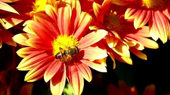 花菊花和蜜蜂