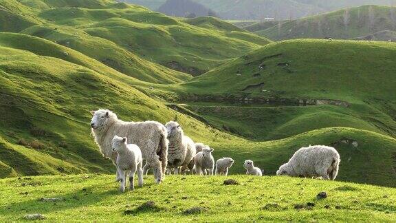 风景秀丽的乡村里有一大群绵羊和羊羔新西兰