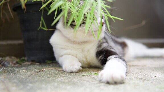 近距离的睡觉的可爱的猫与银竹树ThyrsostachyssiamensisGamble慢拍