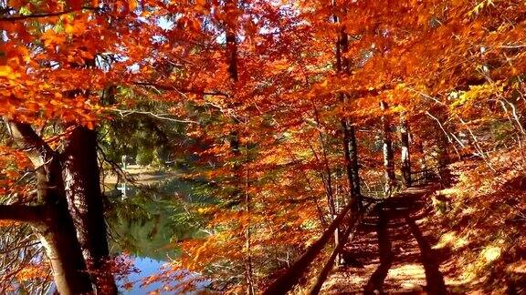 漫步在湖边的秋天森林里