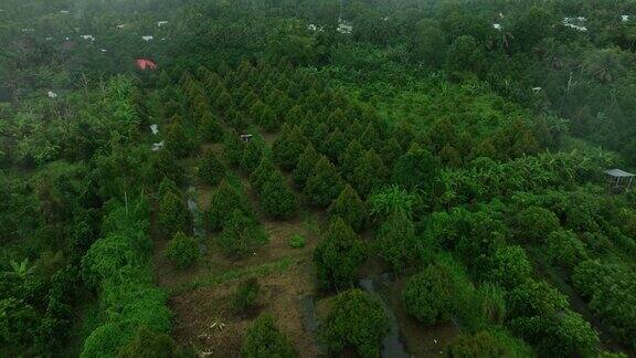 下雨天的榴莲园航拍视频有大约5年树龄的榴莲园黑龙江省