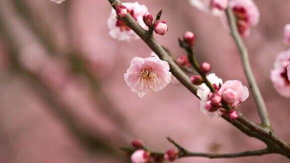 春花系列:微风中梅花朵朵近景4K电影慢镜头