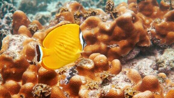 水下视频对黄蝴蝶鱼鱼类在热带珊瑚礁