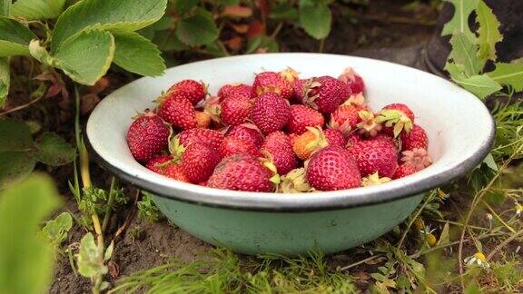 从菜园或有机果园采摘的新鲜成熟草莓